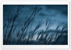 Grass, Dusk Ultra HD Wallpaper for 4K UHD Widescreen desktop, tablet & smartphone