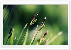 Grass Ears Macro Ultra HD Wallpaper for 4K UHD Widescreen desktop, tablet & smartphone