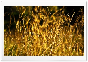 Grass Ears, Summer Ultra HD Wallpaper for 4K UHD Widescreen desktop, tablet & smartphone