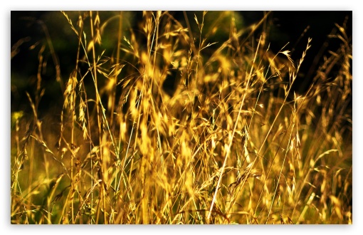 Grass Ears, Summer UltraHD Wallpaper for 8K UHD TV 16:9 Ultra High Definition 2160p 1440p 1080p 900p 720p ; Widescreen 16:10 5:3 WHXGA WQXGA WUXGA WXGA WGA ; Fullscreen 4:3 5:4 3:2 UXGA XGA SVGA QSXGA SXGA DVGA HVGA HQVGA ( Apple PowerBook G4 iPhone 4 3G 3GS iPod Touch ) ; Tablet 1:1 ; Mobile 3:5 3:4 - ; Dual 16:10 5:3 16:9 4:3 5:4 WHXGA WQXGA WUXGA WXGA WGA 2160p 1440p 1080p 900p 720p UXGA XGA SVGA QSXGA SXGA ;