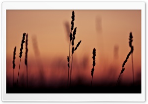 Grass Ears Sunset Ultra HD Wallpaper for 4K UHD Widescreen desktop, tablet & smartphone