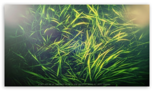 Grass Ex 6.0 UltraHD Wallpaper for UHD 16:9 ; HD 16:9 ;