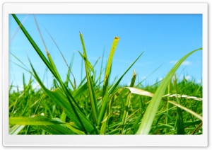 Grass Field 4K UHD Wallpaper for Widescreen and UltraWide Desktop, UltraHD TV, Smartphone, Tablet