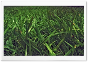 Grass Field Ultra HD Wallpaper for 4K UHD Widescreen desktop, tablet & smartphone