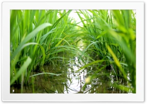 grass field Ultra HD Wallpaper for 4K UHD Widescreen desktop, tablet & smartphone