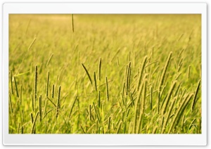 Grass Field, Summer Ultra HD Wallpaper for 4K UHD Widescreen desktop, tablet & smartphone