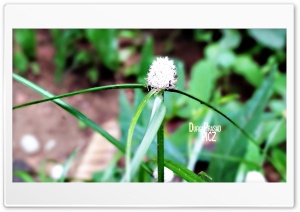 grass flower Ultra HD Wallpaper for 4K UHD Widescreen desktop, tablet & smartphone