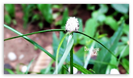grass flower UltraHD Wallpaper for UHD 16:9 ; HD 16:9 ;