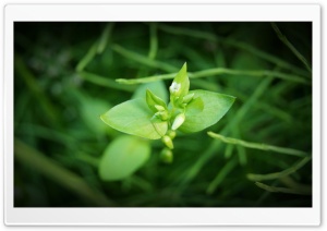 Grass Flowers Ultra HD Wallpaper for 4K UHD Widescreen desktop, tablet & smartphone
