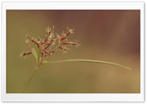 Grass Flowers, Summer Ultra HD Wallpaper for 4K UHD Widescreen desktop, tablet & smartphone