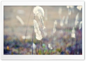 Grass Fluff, Summer Ultra HD Wallpaper for 4K UHD Widescreen desktop, tablet & smartphone