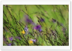 Grass Growing in the Field Ultra HD Wallpaper for 4K UHD Widescreen desktop, tablet & smartphone