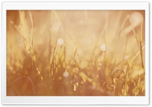 Grass Image Ultra HD Wallpaper for 4K UHD Widescreen desktop, tablet & smartphone