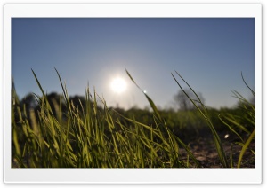 Grass In Day Light Ultra HD Wallpaper for 4K UHD Widescreen Desktop, Lockscreen, Screensaver, TV, Tablet, Smartphone