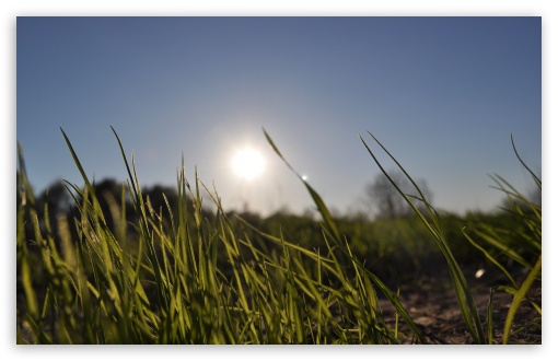 Grass In Day Light UltraHD Wallpaper for UHD 16:9 ; HD 16:9 ; UltraWide 32:10 ; Widescreen 16:10 5:3 ; Fullscreen 4:3 5:4 3:2 ; Tablet 1:1 ; Mobile 3:5 3:4 ; Dual 16:10 4:3 5:4 ;