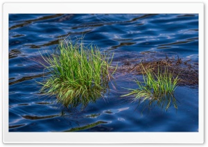 Grass in Lake Ultra HD Wallpaper for 4K UHD Widescreen desktop, tablet & smartphone