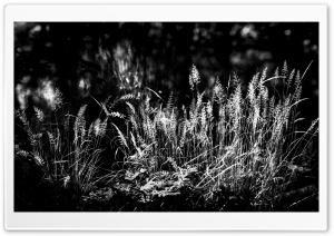 Grass in Sunlight, Black and White Photography Ultra HD Wallpaper for 4K UHD Widescreen desktop, tablet & smartphone