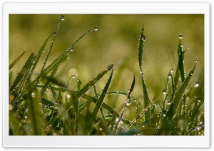 Grass In The Morning Ultra HD Wallpaper for 4K UHD Widescreen desktop, tablet & smartphone
