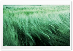 Grass In The Wind Ultra HD Wallpaper for 4K UHD Widescreen desktop, tablet & smartphone