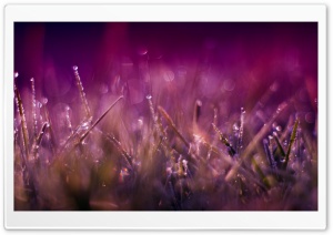 Grass Macro Ultra HD Wallpaper for 4K UHD Widescreen desktop, tablet & smartphone