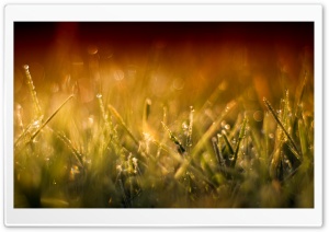 Grass Macro I Ultra HD Wallpaper for 4K UHD Widescreen desktop, tablet & smartphone