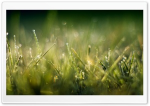 Grass Macro II Ultra HD Wallpaper for 4K UHD Widescreen desktop, tablet & smartphone