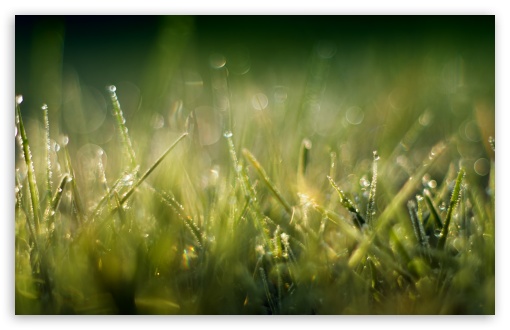 Grass Macro II Ultra HD Desktop Background Wallpaper for 4K UHD TV ...