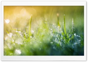 Grass Macro III Ultra HD Wallpaper for 4K UHD Widescreen desktop, tablet & smartphone