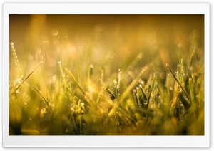 Grass Macro IV Ultra HD Wallpaper for 4K UHD Widescreen desktop, tablet & smartphone