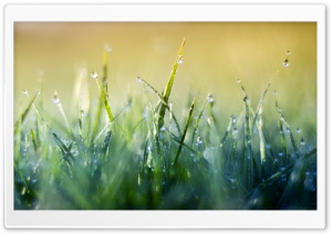Grass Macro V Ultra HD Wallpaper for 4K UHD Widescreen desktop, tablet & smartphone