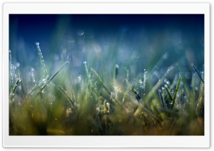 Grass Macro VI Ultra HD Wallpaper for 4K UHD Widescreen desktop, tablet & smartphone