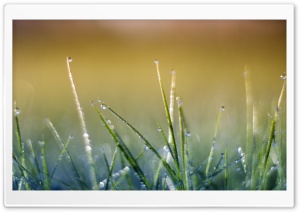 Grass Macro VII Ultra HD Wallpaper for 4K UHD Widescreen desktop, tablet & smartphone