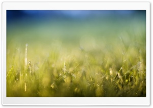 Grass Meadow Ultra HD Wallpaper for 4K UHD Widescreen desktop, tablet & smartphone