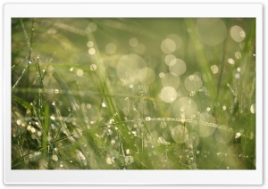 Grass Morning Dew Bokeh Ultra HD Wallpaper for 4K UHD Widescreen desktop, tablet & smartphone