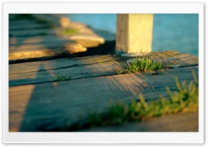 Grass on Wood Ultra HD Wallpaper for 4K UHD Widescreen Desktop, Lockscreen, Screensaver, TV, Tablet, Smartphone