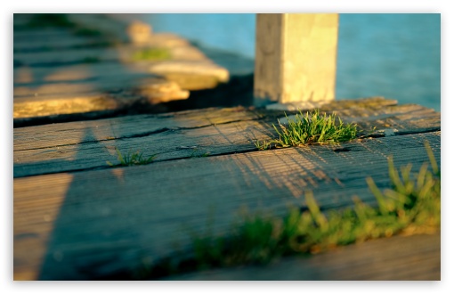 Grass on Wood UltraHD Wallpaper for UHD 16:9 ; HD 16:9 ; UltraWide 21:9 24:10 32:9 32:10 ; Widescreen 16:10 5:3 ; Fullscreen 4:3 5:4 3:2 ; Tablet 1:1 ; Mobile 9:16 9:19.5 9:20 9:21 9:22 10:16 2:3 3:5 3:4 ; Dual 16:10 5:3 16:9 4:3 5:4 3:2 ; Triple 16:10 5:3 16:9 4:3 5:4 3:2 ;