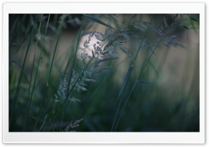 Grass Photo Ultra HD Wallpaper for 4K UHD Widescreen desktop, tablet & smartphone