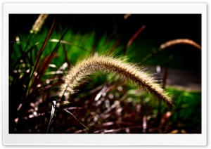 Grass Seed Head Ultra HD Wallpaper for 4K UHD Widescreen Desktop, Lockscreen, Screensaver, TV, Tablet, Smartphone