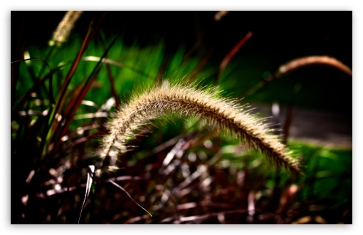 Grass Seed Head UltraHD Wallpaper for UHD 16:9 ; HD 16:9 ; Widescreen 16:10 5:3 ; Fullscreen 4:3 5:4 3:2 ; Dual 5:4 ;