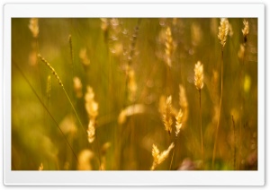 Grass Seeds Ultra HD Wallpaper for 4K UHD Widescreen desktop, tablet & smartphone