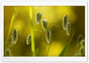 Grass Seeds Macro Ultra HD Wallpaper for 4K UHD Widescreen desktop, tablet & smartphone
