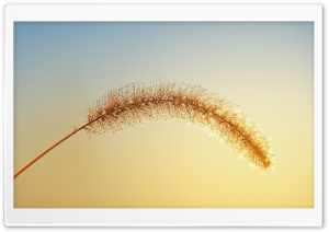 Grass Seeds Macro, Morning Dew, Sunshine Ultra HD Wallpaper for 4K UHD Widescreen desktop, tablet & smartphone