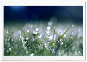 Grass Sparkle Ultra HD Wallpaper for 4K UHD Widescreen desktop, tablet & smartphone