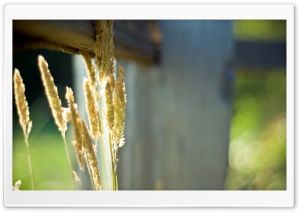 Grass Spikelets Ultra HD Wallpaper for 4K UHD Widescreen desktop, tablet & smartphone