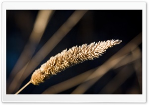 Grass Spikelets Macro Ultra HD Wallpaper for 4K UHD Widescreen desktop, tablet & smartphone