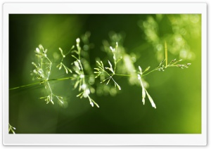Grass Spikes Macro Ultra HD Wallpaper for 4K UHD Widescreen desktop, tablet & smartphone