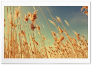 Grass Stems, Autumn Ultra HD Wallpaper for 4K UHD Widescreen desktop, tablet & smartphone
