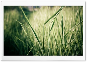 Grass Stems, Close Up Ultra HD Wallpaper for 4K UHD Widescreen desktop, tablet & smartphone