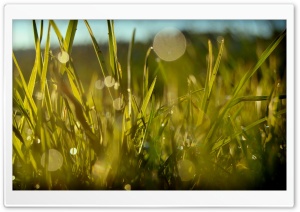 Grass, Summer Ultra HD Wallpaper for 4K UHD Widescreen desktop, tablet & smartphone