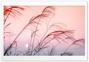 Grass, Sunset Ultra HD Wallpaper for 4K UHD Widescreen desktop, tablet & smartphone